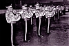 Filename=1961_leaside_13d.jpg
Filesize=342KiB
Dimensions=1600x1072
Date added=Dec 03, 2008 1961_leaside_13d.jpg