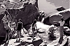 Filename=seneca_3_1977_new_05.jpg
Filesize=228KiB
Dimensions=1300x866
Date added=Nov 11, 2011 seneca_3_1977_new_05.jpg